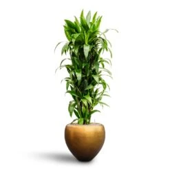 Dracaena Janet Craig - Branched - HydroCare -Plant Promotion Store Dracaena Janet Craig Branched Hydroculture30 27 x 160cm Metallic Couple Plant Pot Matt Honey 50 x 45cm