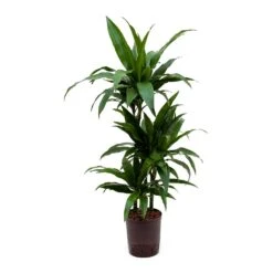 Dracaena Janet Craig - Multi Stem - HydroCare 22 Dracaena Janet Craig - Multi Stem - HydroCare -Plant Promotion Store Dracaena Janet Craig Hydroculture Indoor Plant 3Stems Small