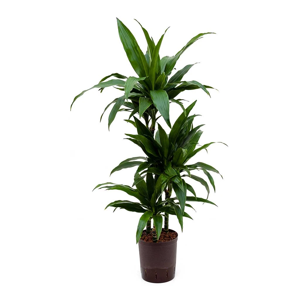 Dracaena Janet Craig - Multi Stem - HydroCare 10 Dracaena Janet Craig - Multi Stem - HydroCare - Image 8