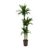 Dracaena Janet Craig - Multi Stem - HydroCare 2 Dracaena Janet Craig - Multi Stem - HydroCare -Plant Promotion Store Dracaena Janet Craig Hydroculture Indoor Plant 3Stems Tall