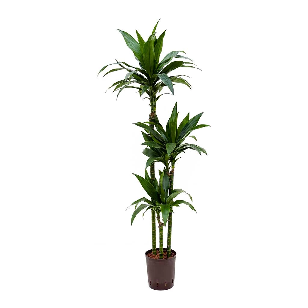 Dracaena Janet Craig - Multi Stem - HydroCare 3 Dracaena Janet Craig - Multi Stem - HydroCare