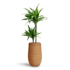 Dracaena Janet Craig - Multi Stem - HydroCare 19 Dracaena Janet Craig - Multi Stem - HydroCare -Plant Promotion Store Dracaena Janet Craig Multi Stem HydroCare Dune Partner Planter Almond