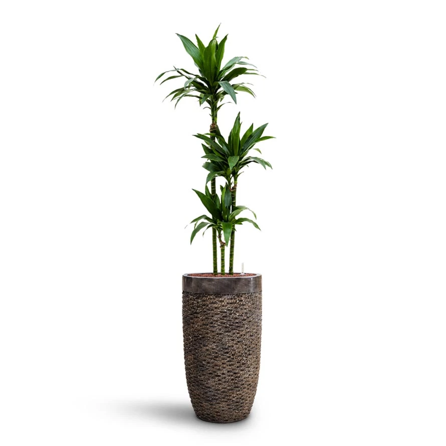Luxe Lite Layer Partner Planter - Bronze 8 Luxe Lite Layer Partner Planter - Bronze - Image 6