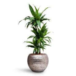 Opus Hammered Globe Planter - Silver 31 Opus Hammered Globe Planter - Silver -Plant Promotion Store Dracaena Janet Craig Multi Stem HydroCare Opus Hammered Globe Planter Silver cdd05c50 49cd 40ee a673 5d0d59fcc66d