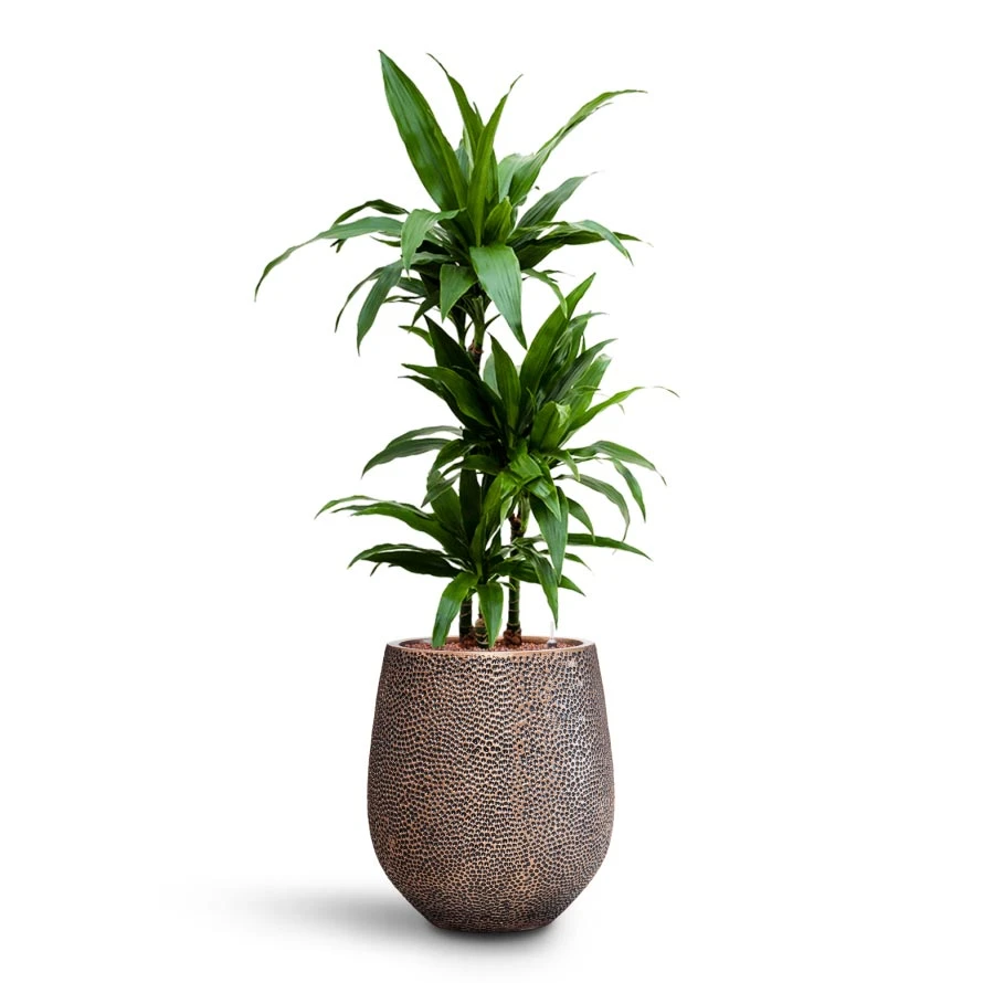 Dracaena Janet Craig - Multi Stem - HydroCare 12 Dracaena Janet Craig - Multi Stem - HydroCare - Image 10