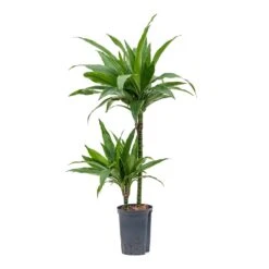 Dracaena Janet Craig - Multi Stem - HydroCare 20 Dracaena Janet Craig - Multi Stem - HydroCare -Plant Promotion Store Dracaena Janet Craig Multi Stem Hydroculture 15 19x90cm 2Stems