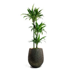 Opus Hit Darcy Planter - Gold 38 Opus Hit Darcy Planter - Gold -Plant Promotion Store Dracaena Janet Craig Multi Stem Hydroculture Opus Hit Darcy Planter Gold