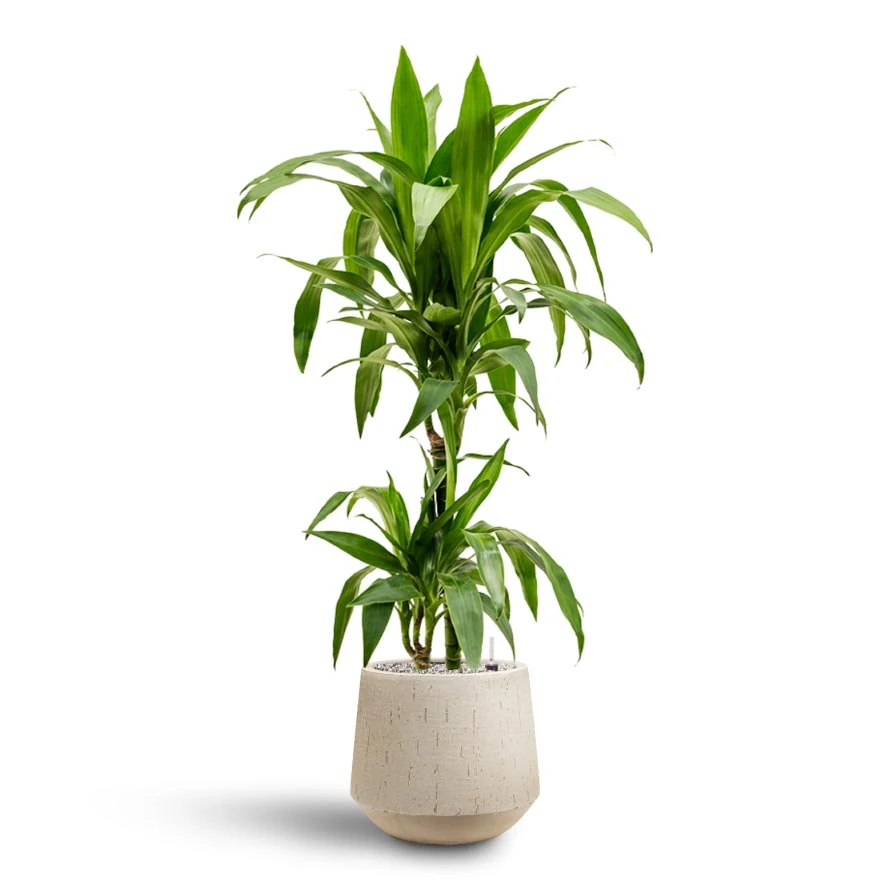 Dracaena Janet Craig - Multi Stem - HydroCare 9 Dracaena Janet Craig - Multi Stem - HydroCare - Image 7