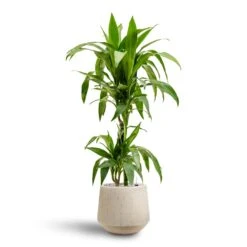 Raindrop Tube Round Planter - Stone 25 Raindrop Tube Round Planter - Stone -Plant Promotion Store Dracaena Janet Craig Multi Stem Hydroculture2 stems Raindrop Tube Round Planter Stone 30 x 26cm 36642b29 e8d2 4b13 b8ac ab067218d38a