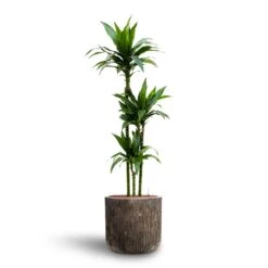 Dracaena Janet Craig - Multi Stem - HydroCare 17 Dracaena Janet Craig - Multi Stem - HydroCare -Plant Promotion Store Dracaena Janet Craig Multi Stem Hydroculture3 stems Luxe Lite Waterfall Cylinder Planter Bronze 40 x 38cm