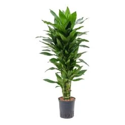 Dracaena Janet Lind - Branched - HydroCare -Plant Promotion Store Dracaena Janet Lind Branched Hydroculture Indoor Plant Small