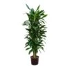 Dracaena Janet Lind - Branched - HydroCare 2 Dracaena Janet Lind - Branched - HydroCare -Plant Promotion Store Dracaena Janet Lind Branched Hydroculture Indoor Plant Tall