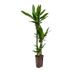 Dracaena Janet Lind - Multi Stem - HydroCare 15 Dracaena Janet Lind - Multi Stem - HydroCare -Plant Promotion Store Dracaena Janet Lind Hydroculture Indoor Plant 3Stems Small