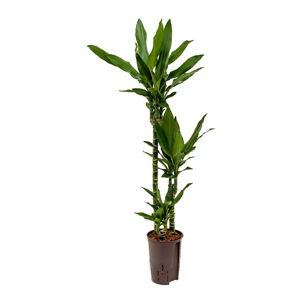 Dracaena Janet Lind - Multi Stem - HydroCare 6 Dracaena Janet Lind - Multi Stem - HydroCare - Image 5