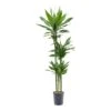 Dracaena Janet Lind - Multi Stem - HydroCare 2 Dracaena Janet Lind - Multi Stem - HydroCare -Plant Promotion Store Dracaena Janet Lind Hydroculture Indoor Plant 3Stems Tall