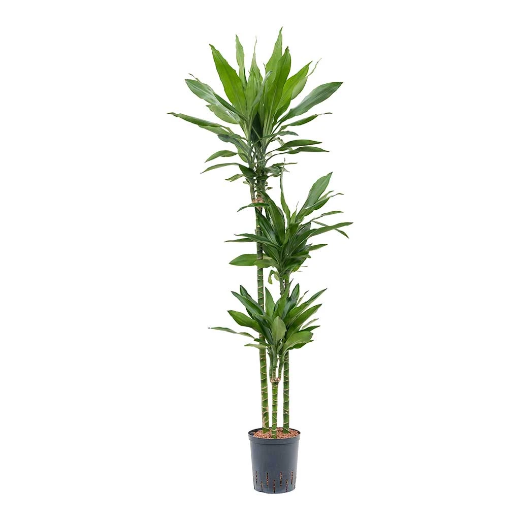 Dracaena Janet Lind - Multi Stem - HydroCare 2 Dracaena Janet Lind - Multi Stem - HydroCare