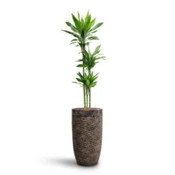 Dracaena Janet Lind - Multi Stem - HydroCare 14 Dracaena Janet Lind - Multi Stem - HydroCare -Plant Promotion Store Dracaena Janet Lind Multi Stem HydroCare Luxe Lite Layer Partner Planter Bronze