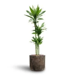 Dracaena Janet Lind - Multi Stem - HydroCare 17 Dracaena Janet Lind - Multi Stem - HydroCare -Plant Promotion Store Dracaena Janet Lind Multi Stem Hydroculture 3 stems Luxe Lite Waterfall Cylinder Planter Bronze 40 x 38cm 79a451e4 d03c 44e8 b063 abd5f29e3aa1