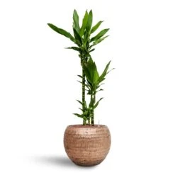 Dracaena Janet Lind - Multi Stem - HydroCare 16 Dracaena Janet Lind - Multi Stem - HydroCare -Plant Promotion Store Dracaena Janet Lind Multi Stem Hydroculture 3 stems Opus Hammered Globe Planter Gold 40 x 32cm