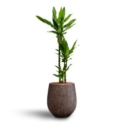 Dracaena Janet Lind - Multi Stem - HydroCare 19 Dracaena Janet Lind - Multi Stem - HydroCare -Plant Promotion Store Dracaena Janet Lind Multi Stem Hydroculture 3 stems Opus Hit Darcy Planter Gold 38 x 42cm