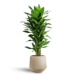 Raindrop Tube Round Planter - Stone 19 Raindrop Tube Round Planter - Stone -Plant Promotion Store Dracaena Janet Lind Multi Stem Hydroculture 3 stems Raindrop Tube Round Planter Stone 30 x 26cm b7b3a37a 2904 4535 935b 6833f0dd9b87