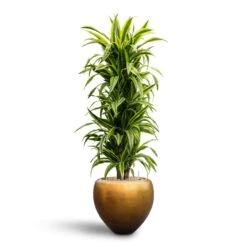 Metallic Couple Plant Pot - Matt Honey 12 Metallic Couple Plant Pot - Matt Honey -Plant Promotion Store Dracaena Lemon Lime Branched Hydroculture 31 28 x 130cm Metallic Couple Plant Pot Matt Honey 50 x 45cm 9ea39e1b 3b21 4612 9731 744dd39b1277