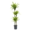 Dracaena Lemon Lime - Multi Stem - HydroCare -Plant Promotion Store Dracaena Lemon Lime Hydroculture Indoor Plant 3Stems Tall