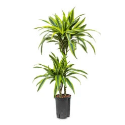 Dracaena Lemon Lime - Multi Stem - HydroCare 37 Dracaena Lemon Lime - Multi Stem - HydroCare -Plant Promotion Store Dracaena Lemon lime Multi Stem HydroCare 15 19x85cm 2 stems