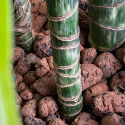 Dracaena Lemon Lime - Multi Stem - HydroCare 24 Dracaena Lemon Lime - Multi Stem - HydroCare -Plant Promotion Store Dracaena Lemon lime Multi Stem HydroCare SWATCH