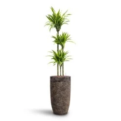 Dracaena Lemon Lime - Multi Stem - HydroCare 32 Dracaena Lemon Lime - Multi Stem - HydroCare -Plant Promotion Store Dracaena Lemon lime Multi Stem HydroCare Luxe Lite Layer Partner Planter Bronze