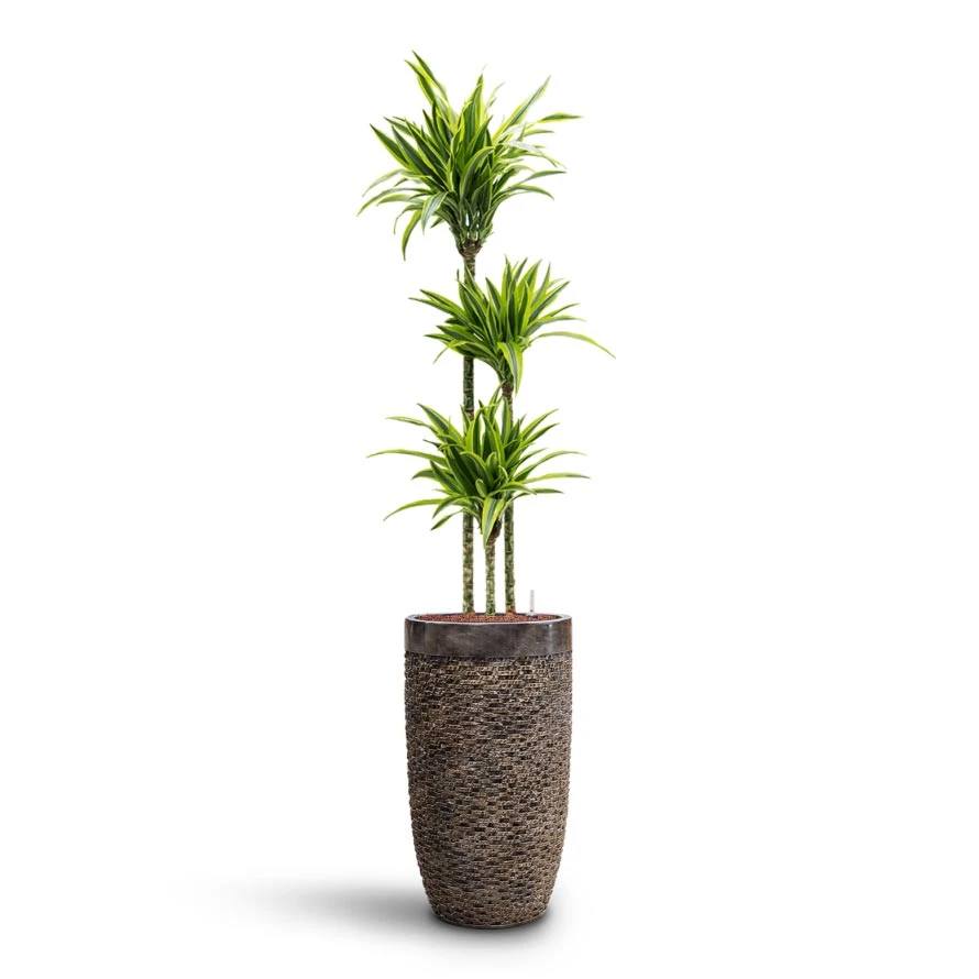 Luxe Lite Layer Partner Planter - Bronze 14 Luxe Lite Layer Partner Planter - Bronze - Image 12
