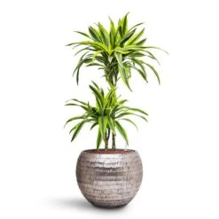 Dracaena Lemon Lime - Multi Stem - HydroCare 33 Dracaena Lemon Lime - Multi Stem - HydroCare -Plant Promotion Store Dracaena Lemon lime Multi Stem HydroCare Opus Hammered Globe Planter Silver