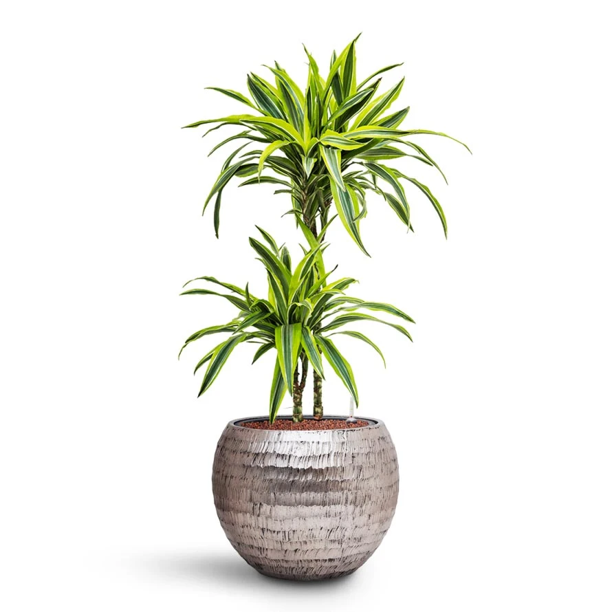 Dracaena Lemon Lime - Multi Stem - HydroCare 16 Dracaena Lemon Lime - Multi Stem - HydroCare - Image 14