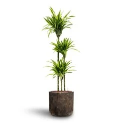 Dracaena Lemon Lime - Multi Stem - HydroCare 30 Dracaena Lemon Lime - Multi Stem - HydroCare -Plant Promotion Store Dracaena Lemon lime Multi Stem Hydroculture 18 19 x 135cm Luxe Lite Waterfall Cylinder Planter Bronze 40 x 38cm