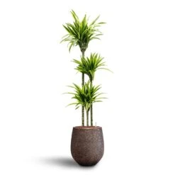 Dracaena Lemon Lime - Multi Stem - HydroCare 27 Dracaena Lemon Lime - Multi Stem - HydroCare -Plant Promotion Store Dracaena Lemon lime Multi Stem Hydroculture 18 19 x 135cm Opus Hit Darcy Planter Gold 38 x 42cm