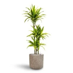 Dracaena Lemon Lime - Multi Stem - HydroCare 29 Dracaena Lemon Lime - Multi Stem - HydroCare -Plant Promotion Store Dracaena Lemon lime Multi Stem Hydroculture 21 20 x 125cm Charlie Plant Pot Grey Washed 25 x 24cm