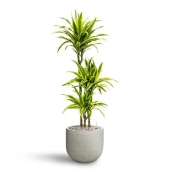 Dracaena Lemon Lime - Multi Stem - HydroCare 25 Dracaena Lemon Lime - Multi Stem - HydroCare -Plant Promotion Store Dracaena Lemon lime Multi Stem Hydroculture 21 20 x 125cm Cody Plant Pot Ridged Cement 28 x 25cm