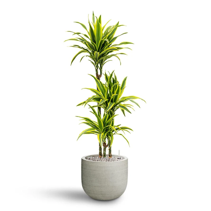 Dracaena Lemon Lime - Multi Stem - HydroCare 8 Dracaena Lemon Lime - Multi Stem - HydroCare - Image 6