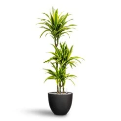 Dracaena Lemon Lime - Multi Stem - HydroCare 26 Dracaena Lemon Lime - Multi Stem - HydroCare -Plant Promotion Store Dracaena Lemon lime Multi Stem Hydroculture 21 20 x 125cm Coral Refined Planter Volcano Black 25 x 21 cm