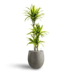 Grigio Balloon Plant Pot - Natural Concrete -Plant Promotion Store Dracaena Lemon lime Multi Stem Hydroculture 21 20 x 125cm Grigio Balloon Plant Pot Natural Concrete 30 x 30 cm 3595fcf5 ccc6 4fbd 9a7e 1f1d823c6aae