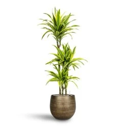 Ryan Plant Pot - Shiny Gold 37 Ryan Plant Pot - Shiny Gold -Plant Promotion Store Dracaena Lemon lime Multi Stem Hydroculture 21 20 x 125cm Ryan Plant Pot Shiny Gold 31 x 28 cm 88583960 45b7 4431 8b35 91dbac6f509c