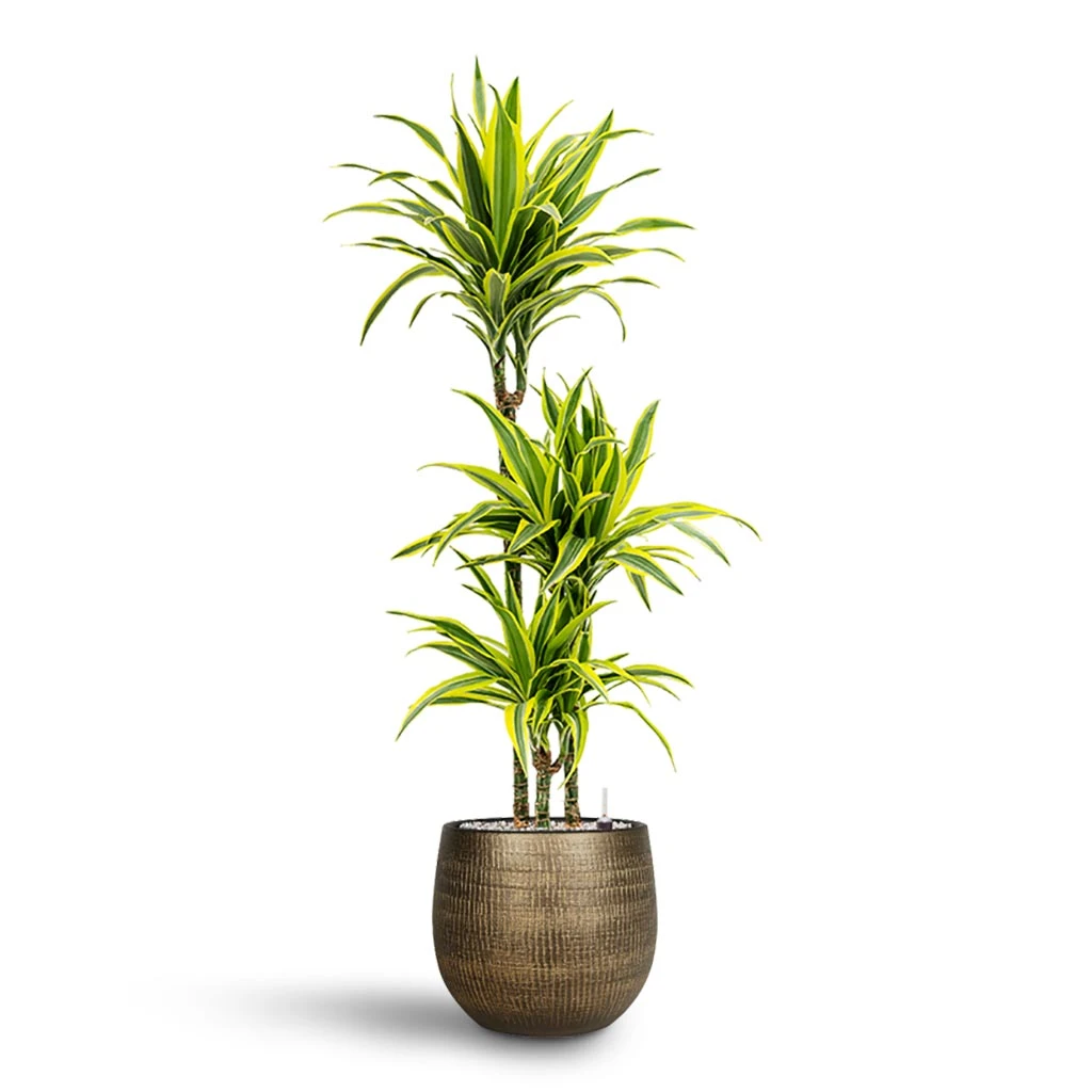 Ryan Plant Pot - Shiny Gold 19 Ryan Plant Pot - Shiny Gold - Image 17