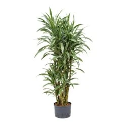 Dracaena Warneckii - Branched - HydroCare 11 Dracaena Warneckii - Branched - HydroCare -Plant Promotion Store Dracaena Warneckii Branched Hydroculture 25 19x110cm
