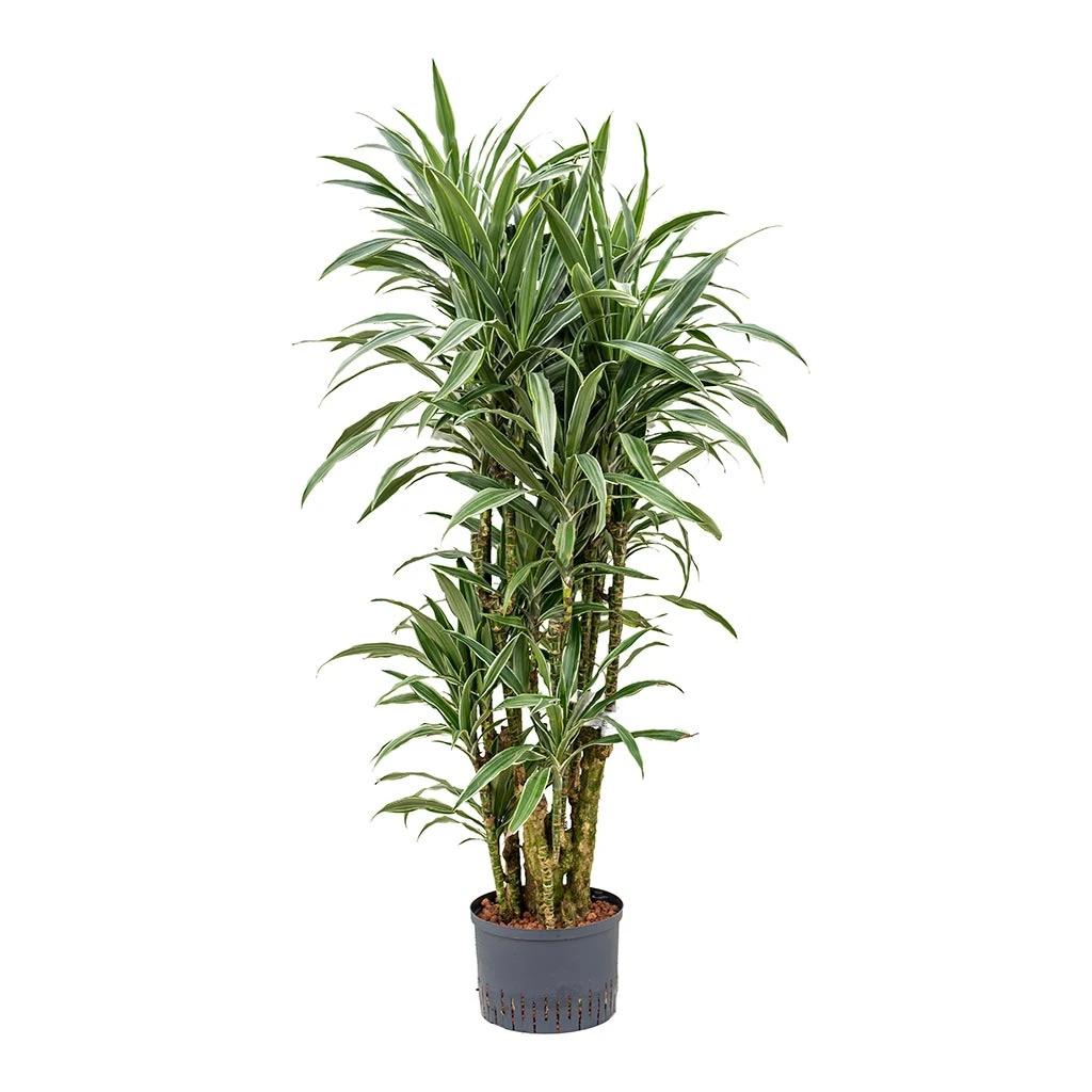Dracaena Warneckii - Branched - HydroCare 6 Dracaena Warneckii - Branched - HydroCare - Image 4