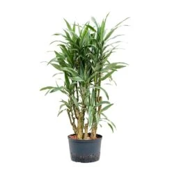 Dracaena Warneckii - Branched - HydroCare 10 Dracaena Warneckii - Branched - HydroCare -Plant Promotion Store Dracaena Warneckii Branched Hydroculture 28 19x130cm