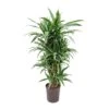 Dracaena Warneckii - Branched - HydroCare 2 Dracaena Warneckii - Branched - HydroCare -Plant Promotion Store Dracaena Warneckii Branched Hydroculture Indoor Plant