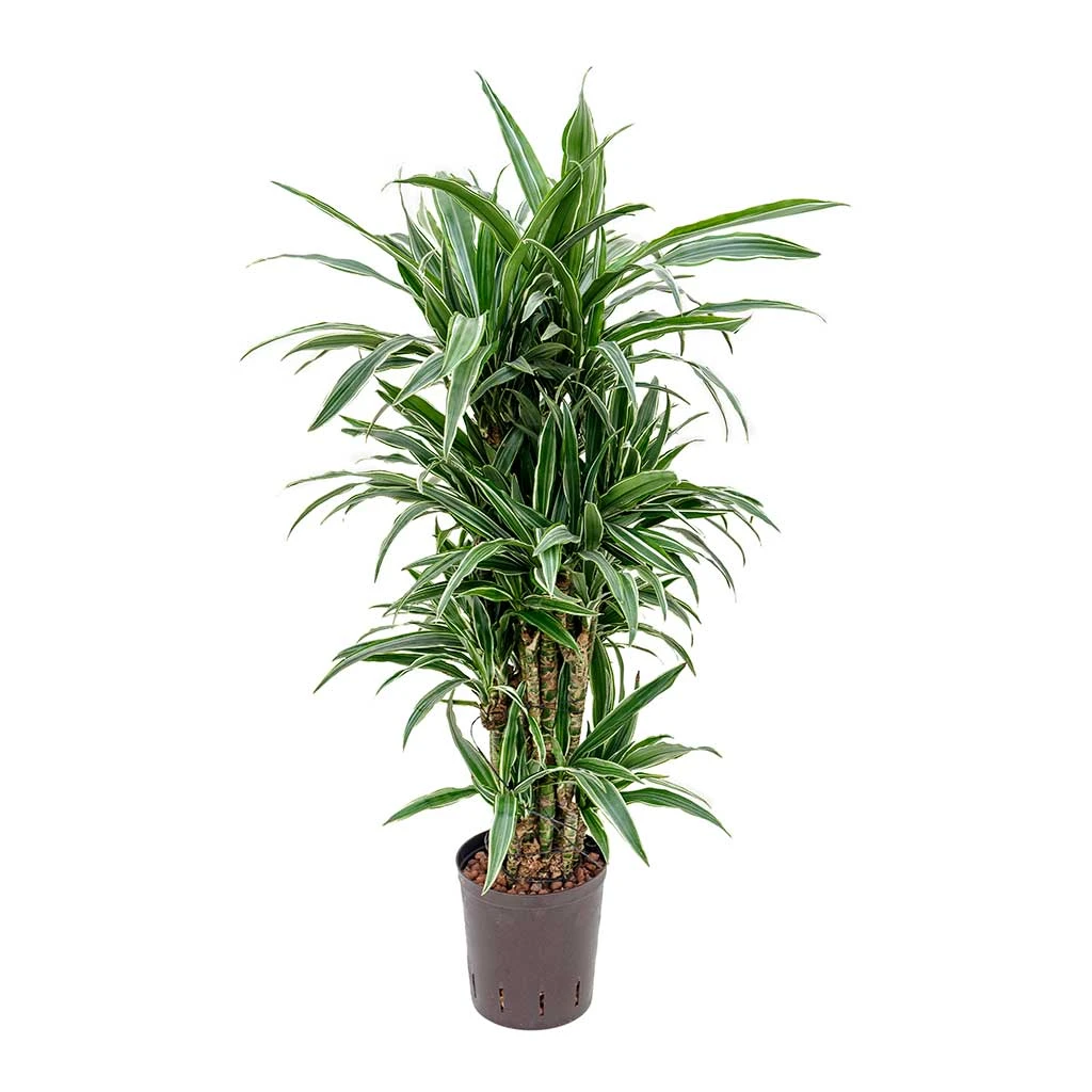 Dracaena Warneckii - Branched - HydroCare 3 Dracaena Warneckii - Branched - HydroCare