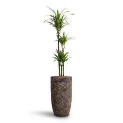Dracaena Warneckii - Multi Stem - HydroCare 15 Dracaena Warneckii - Multi Stem - HydroCare -Plant Promotion Store Dracaena Warneckii Multi Stem HydroCare Luxe Lite Layer Partner Planter Bronze