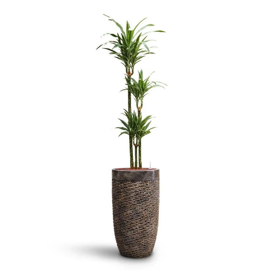 Dracaena Warneckii - Multi Stem - HydroCare 8 Dracaena Warneckii - Multi Stem - HydroCare - Image 6