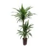 Dracaena Warneckii - Multi Stem - HydroCare 1 Dracaena Warneckii - Multi Stem - HydroCare -Plant Promotion Store Dracaena Warneckii Multi Stem Hydroculture Indoor Plant 3Stems